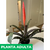 Vriesea splenriet - Green Online