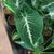 Syngonium wendlandii - comprar online