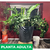 Zamioculca - Green Online