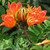 Tulipanero africano