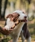 Twist - Pele bovina 1un - Natuka - comprar online
