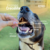 Stick de Frango Crocante 60g - Pet Bem na internet