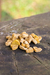 Biscoito Atum e Cenoura 120g - Pet Bem - comprar online