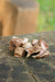 Churrasquinho Suíno 25g - Pet Bem - comprar online