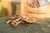 Stick de Lombinho Crocante 60g - Pet Bem - comprar online