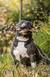 Pele Bovina Trançada - Natuka - P, M e G - For Pets