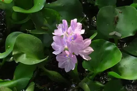 Planta Natural Baronesa