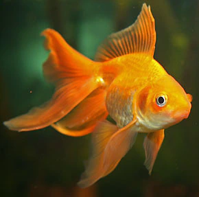 Kinguio Red