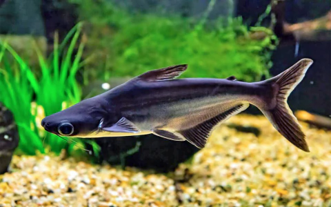 Pangassius