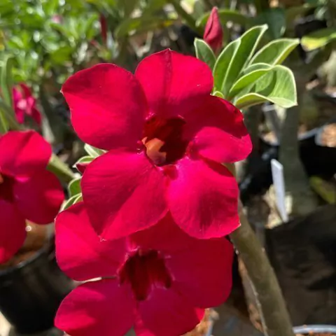 Rosa do deserto MISS VIETNA