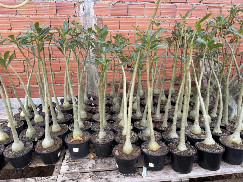 50 cavalos para enxertia P15
