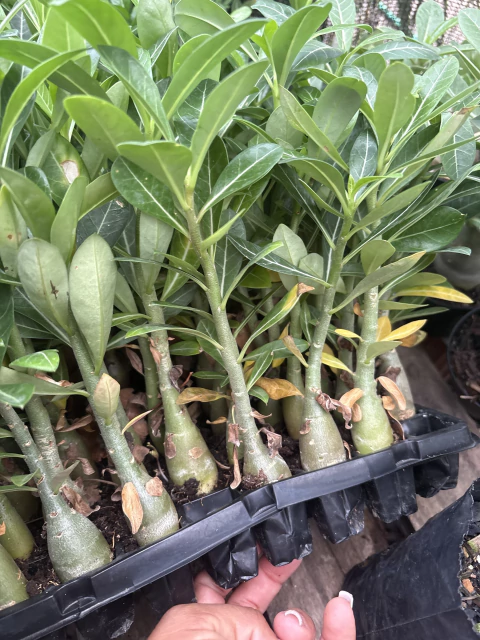 10 MUDINHAS DE ROSA DO DESERTO 3 MESES - comprar online