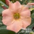 Rosa do deserto MAGNÍFICA - comprar online
