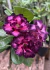 Rosa do deserto MIRABILIS - comprar online