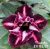 Rosa do deserto VIUVINHA - comprar online