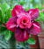 Rosa do deserto RC18 Passionate