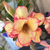 Rosa do deserto amarela FM - comprar online
