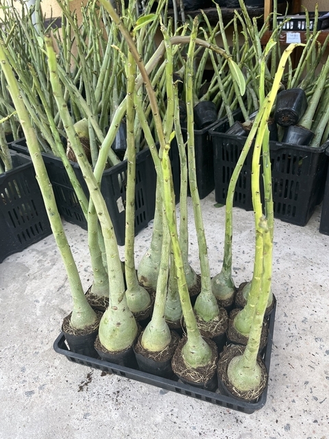 1 cavalos para enxertia