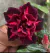 Rosa do deserto LOULAN