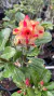 Rosa do deserto BUTTERLFY DREAN - comprar online
