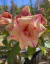 Rosa do deserto CHOCOLATE