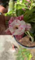 Rosa do deserto CHOCOLATE - comprar online