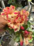 Rosa do deserto BUTTERLFY DREAN