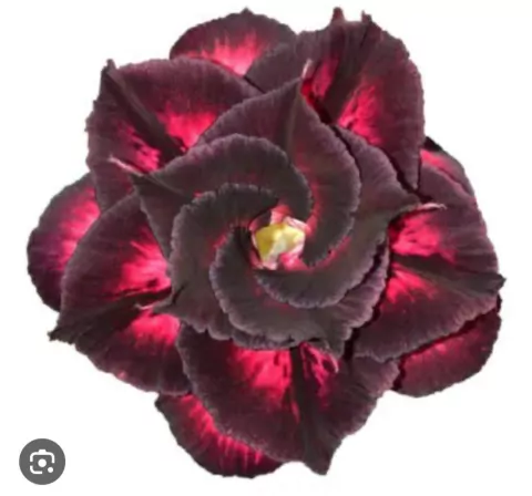 Rosa do deserto LM50