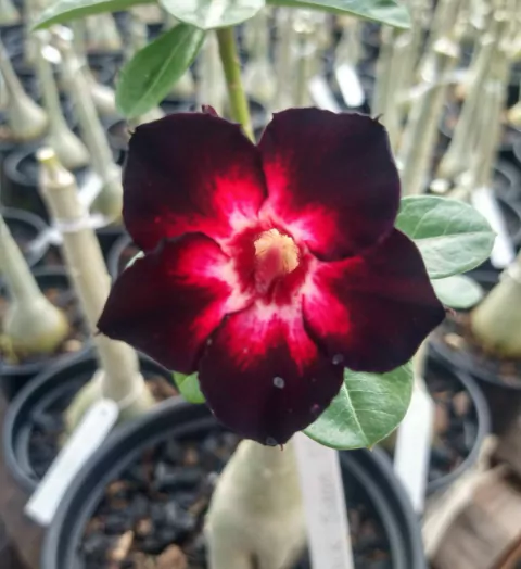 Rosa do deserto BLACK SWAN 11