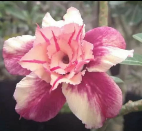 Rosa do deserto MORGANA