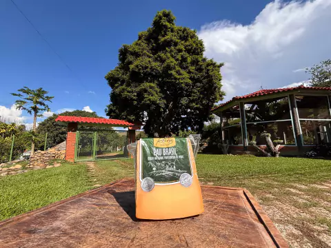 Pau Brasil Medalha de Ouro