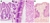 HEMATOXILINA DE HARRIS - SALTTECH - comprar online