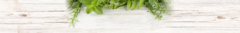 Banner da categoria ERVAS MEDICINAIS