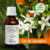 Tintura de FLOR DE LARANJEIRA - 30ml