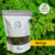 MORINGA para chá