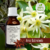 Tintura de ANIS ESTRELADO - 30ml
