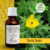 Tintura de CARDO SANTO - 30ml
