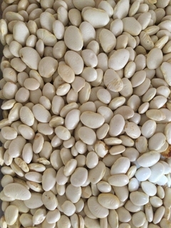 FAVA BRANCA MIÚDA