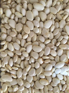 FAVA BRANCA MIÚDA