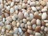 FAVA MANTEIGA MIÚDA