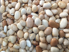 FAVA MANTEIGA MIÚDA