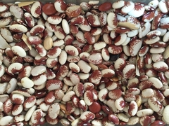 FAVA RAJADA MIÚDA
