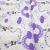 microfibra estampada - comprar online