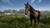 Medieval Dynasty Para PS4 - comprar online