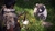 WO LONG: FALLEN DYNASTY PARA PS5 - loja online