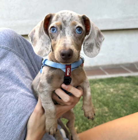 Arnés Pilot Premium