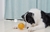Pelota Speaking - Petsu