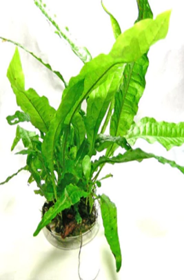 PLANTA NATURAL - HELECHO DE JAVA -- MICROSORUM PTEROPUS