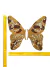 Aplique Chico Mariposa Dorada - comprar online