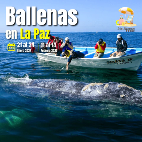 TEMPORADA DE BALLENAS EN LA PAZ